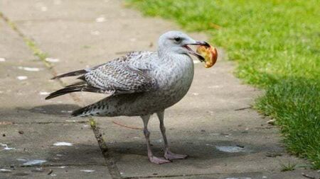 Dublin worker gets €60,000 settlement from companies after seagull attack