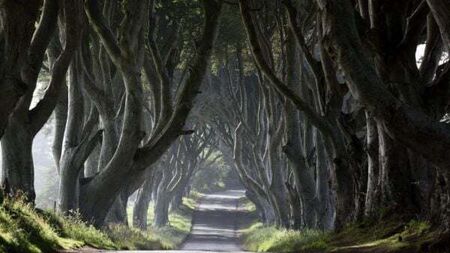 Several Dark Hedges trees made famous by Game Of Thrones to be cut down