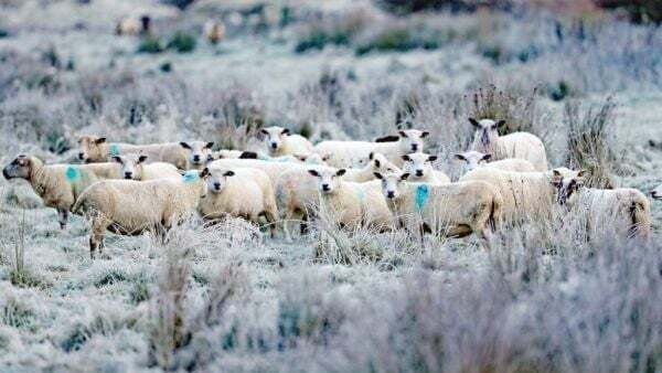 Arctic blast to hit Ireland this weekend with freezing temperatures forecast