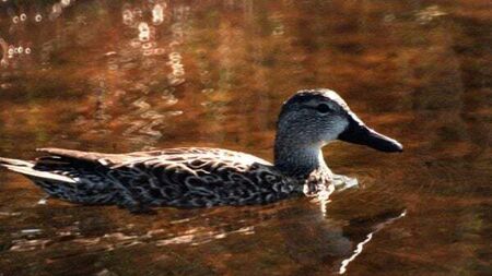 Decision to ban hunting of four types of migratory ducks challenged in High Court