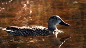 Decision to ban hunting of four types of migratory ducks challenged in High Court Decision to ban hunting of four types of migratory ducks challenged in High Court