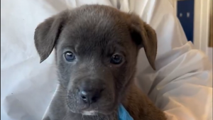 Six puppies found abandoned in cardboard box in Dublin graveyard Six puppies found abandoned in cardboard box in Dublin graveyard