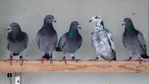 Thousands of baby birds secure pre-Christmas reprieve from being culled