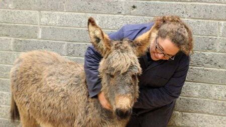 Four donkey foals thrive in sanctuary home after rescue of abandoned mares
