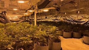 Man charged after cannabis plants with street value of €230,000 seized