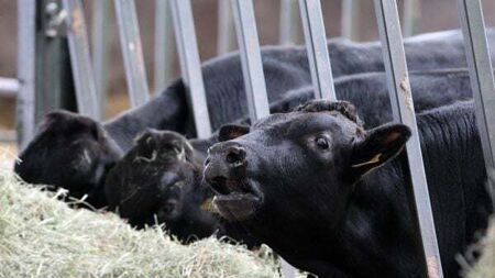 Beef exports should feature in Ireland-China talks, says think tank