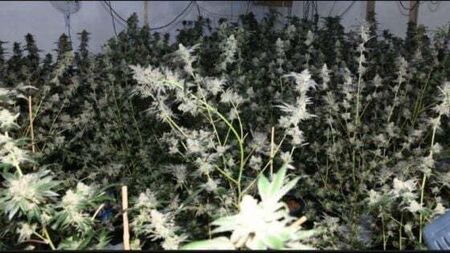 Drugs worth €631,500 seized by gardaí in Donegal