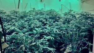 Gardaí seize €300,000 of cannabis after grow houses discovered in Galway