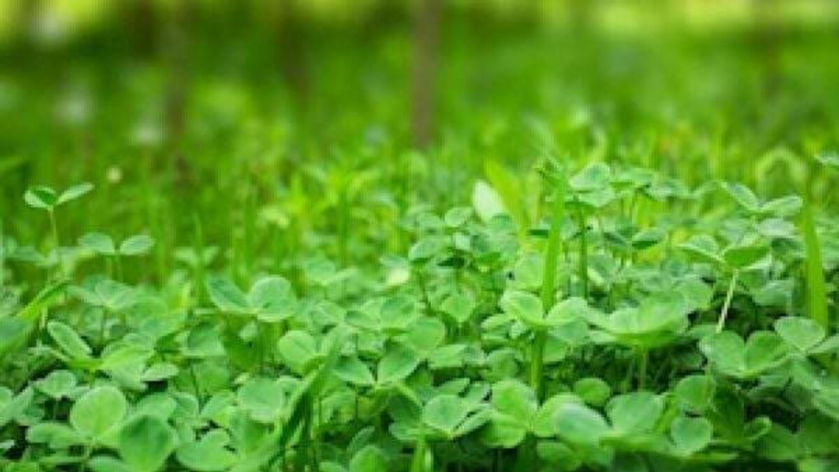 Shamrock grower fears the tradition is slowly dying out