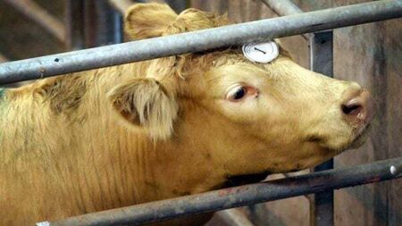 Two marts receive financial penalties over findings of improper conduct