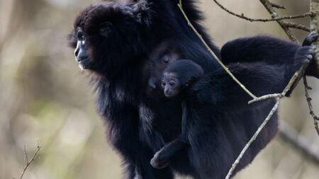 Endangered agile gibbon born in Fota Wildlife Park