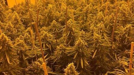 Three men arrested after drugs worth €768,000 seized in Louth