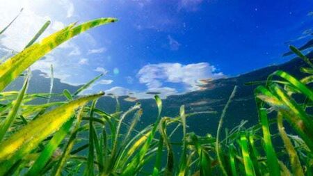 EU countries approve landmark nature restoration law after delays