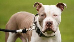 Gardaí confirm growing trend of XL Bully dogs being abandoned Gardaí confirm growing trend of XL Bully dogs being abandoned