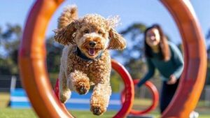 Pooch Parade returns to Kildare town