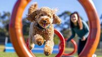 Pooch Parade returns to Kildare town