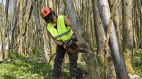 Timber harvesting needs a rethink