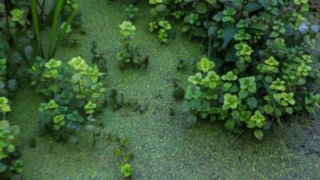 Aristocratic landowner pledges to secure ‘long-term future’ of Ireland's largest lake