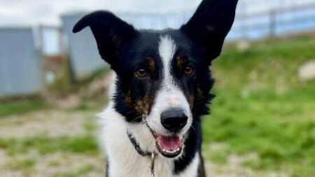 Rescue Tails: Tony would make an excellent companion