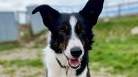Rescue Tails: Tony would make an excellent companion 