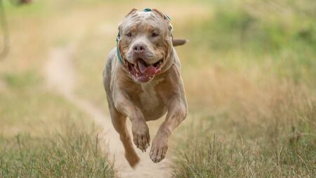 Dangerous dogs signs to be erected in Kildare parks