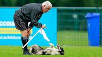 The Supporter: It's a dog's life at Manguard Park