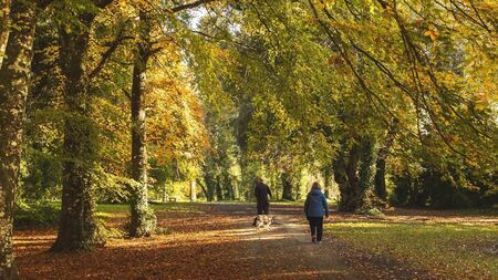 Pilot programme set to boost visitor experience at Kildare forest