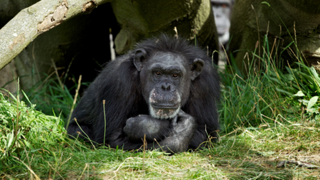 Dublin Zoo says goodbye to longest-standing resident, 62-year-old chimpanzee Betty