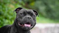 Staffordshire Bull Terrier bit two passersby on the street