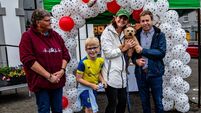 Rexie is Kildare's Pooch Parade champion