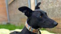 Kildare animal charity to hold Mondello fundraiser this weekend