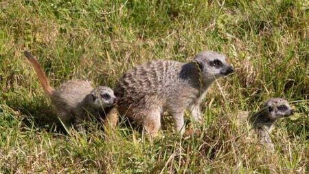 Fota Wildlife Park announces arrival of two new meerkat pups