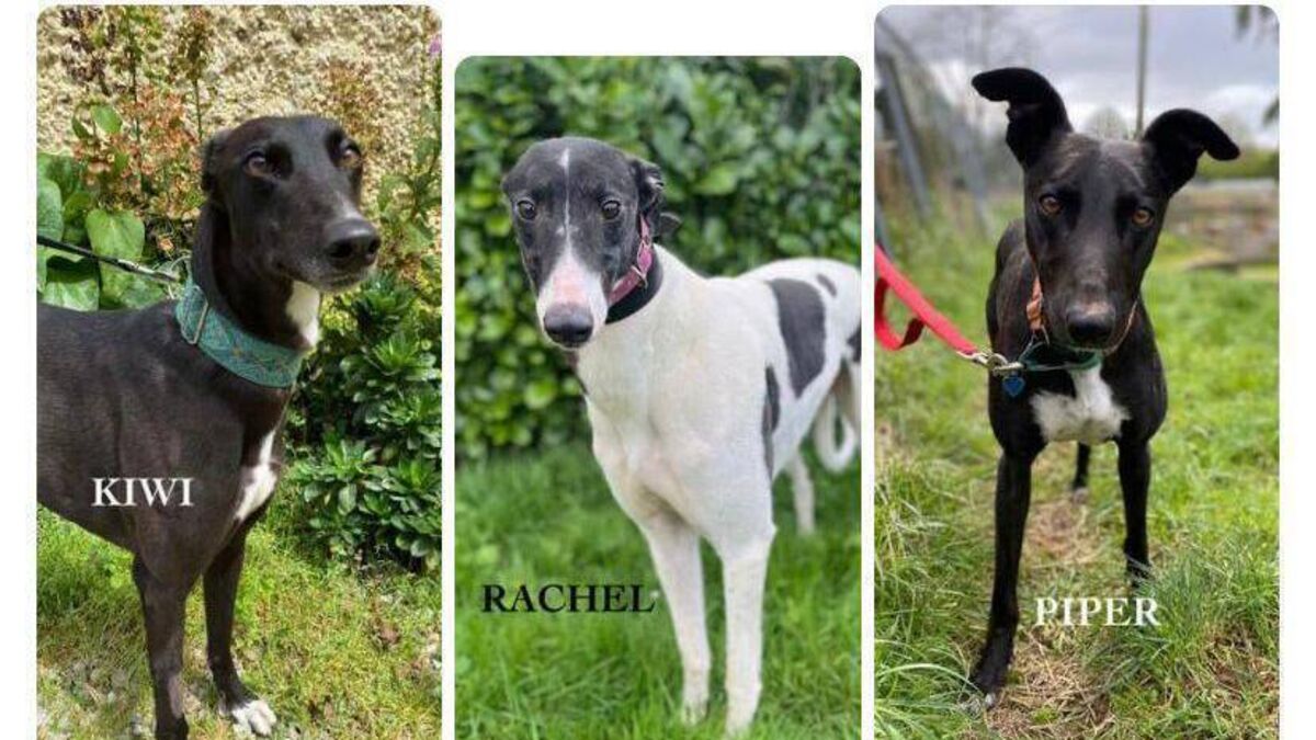 Kildare Rescue Tails: Charity needs new home