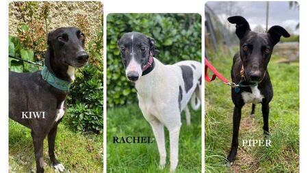 Kildare Rescue Tails: Charity needs new home