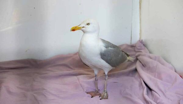The rescued seagull The rescued seagull
