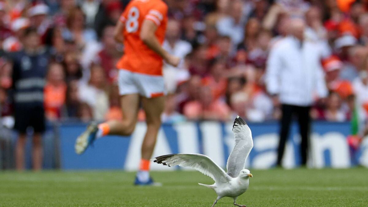All-lreland seagull recovers in Kildare
