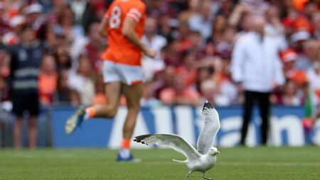 All-lreland seagull recovers in Kildare