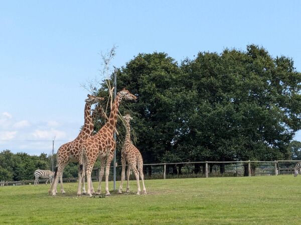 Giraffes enjoy a spot of lunch at Fota Wildlife Park Giraffes enjoy a spot of lunch at Fota Wildlife Park