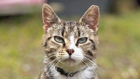 Kildare Rescue Tails: Plenty of cats need a good home