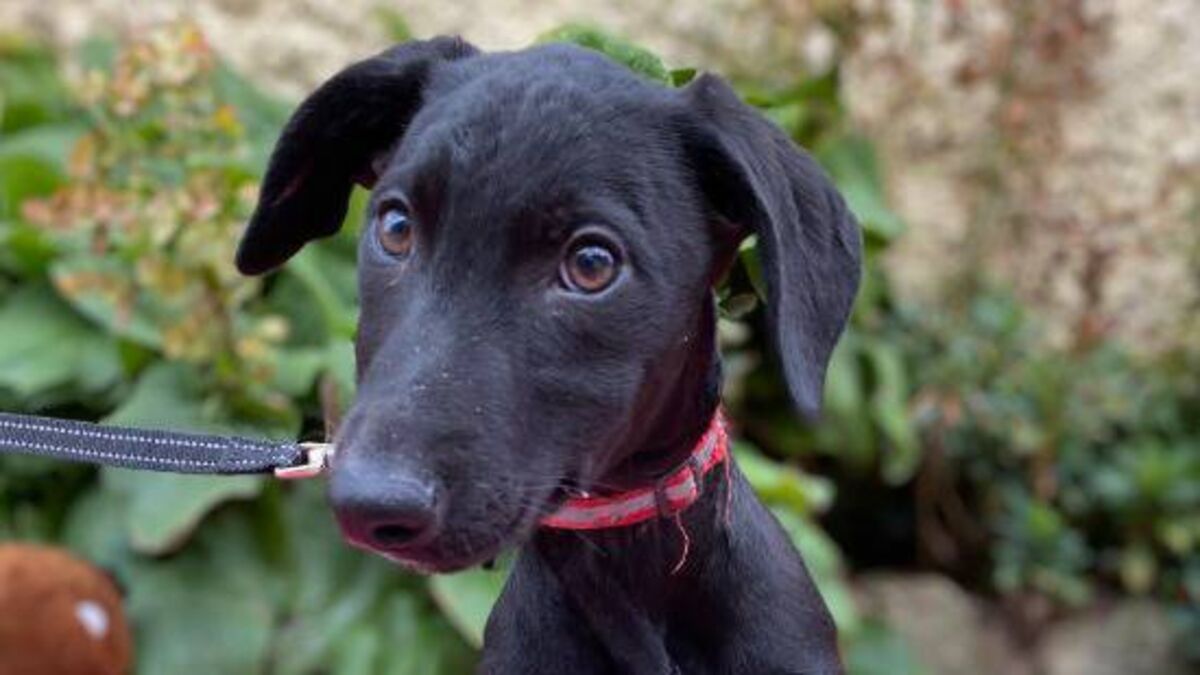 Kildare Rescue Tails: Dogs need volunteers!