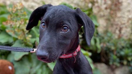 Kildare Rescue Tails: Dogs need volunteers!