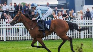 Nighteyes returns to Naas Nighteyes returns to Naas