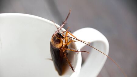 Kildare public urged to be on the lookout for cockroaches