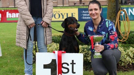 Kildare animal charity hold annual dog show