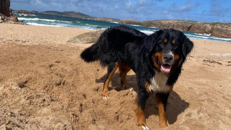 'Miracle' as dog missing for over two weeks found clinging to cliff edge in  Donegal