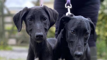 Kildare Rescue Tails: Lurcher pups overlooked for fluffier breeds