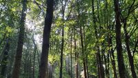 Improvement works set for Monasterevin forest