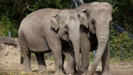 Dublin Zoo announces elephants are fully healthy after outbreak of deadly virus