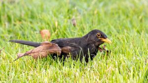 Biodiversity conference returns to Co Kildare