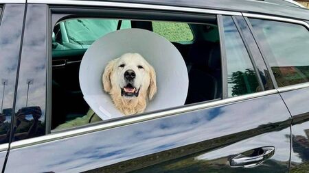 Kildare Rescue Tails: Paudie finds a home